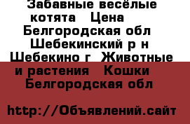 Забавные весёлые котята › Цена ­ 1 - Белгородская обл., Шебекинский р-н, Шебекино г. Животные и растения » Кошки   . Белгородская обл.